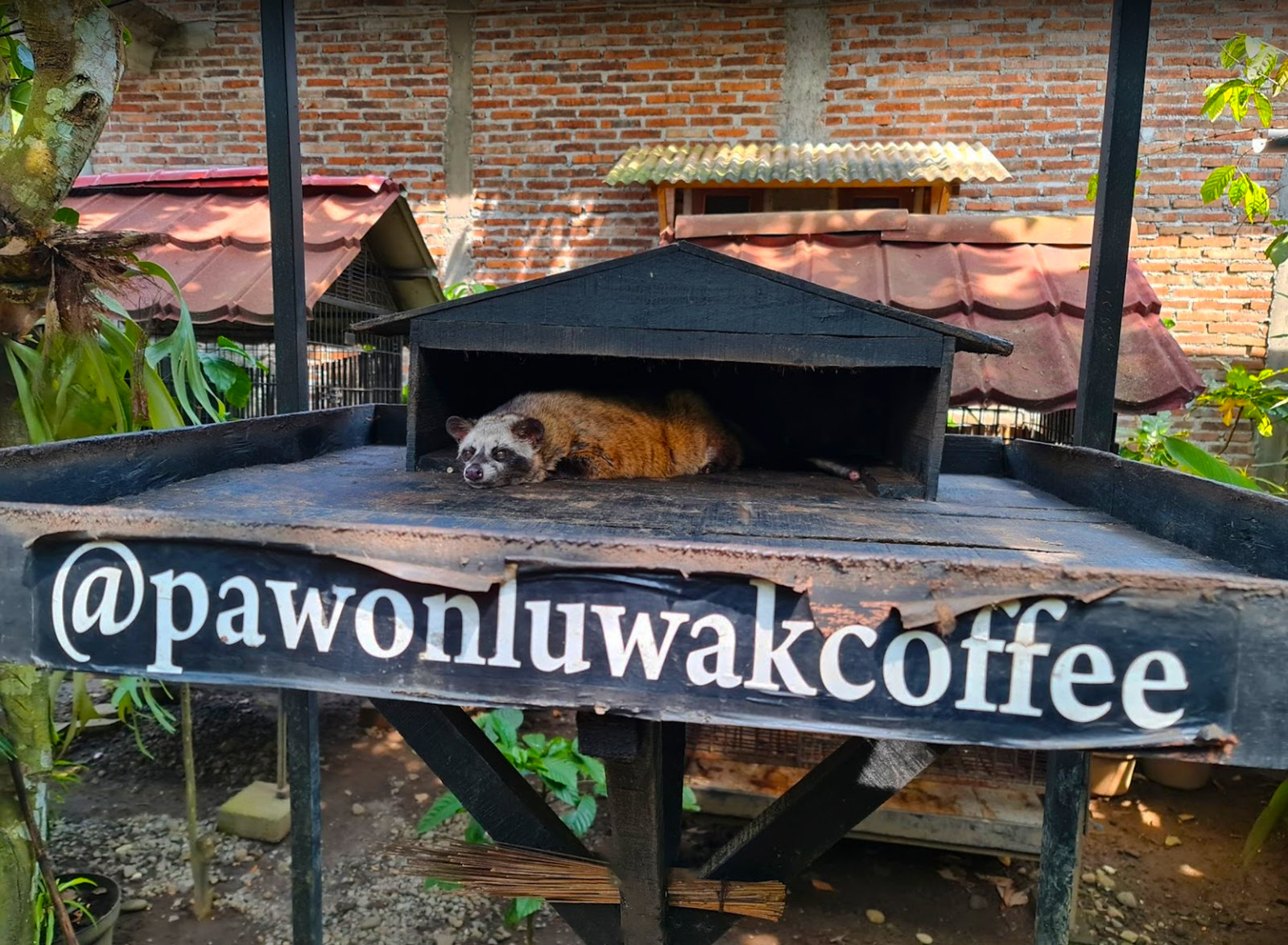 Luwak - kopi luwak - Bali