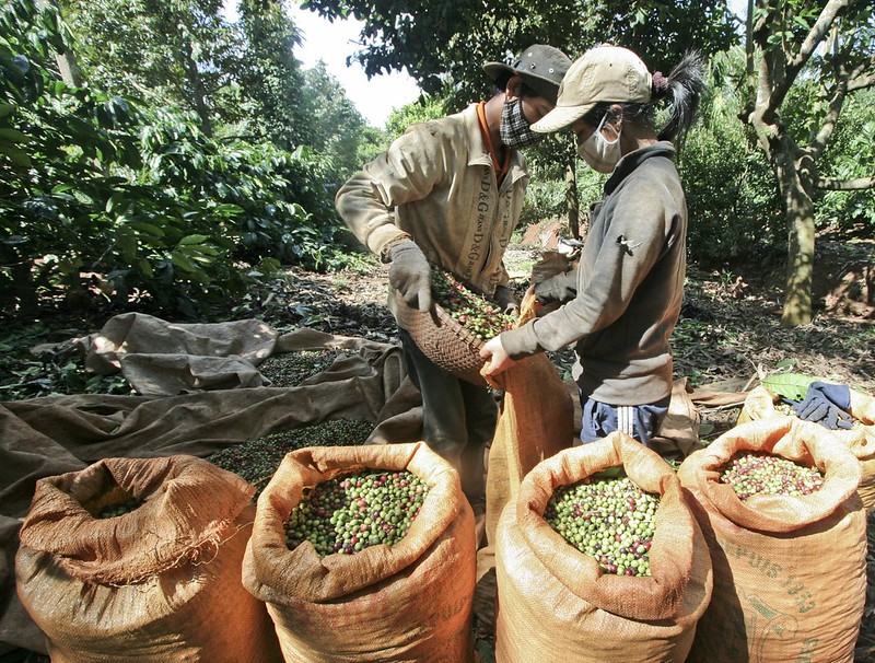 Tổng quan về ngành cà phê Việt Nam | PrimeCoffee
