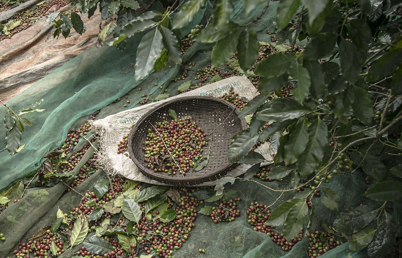 Tổng quan về ngành cà phê Việt Nam | PrimeCoffee