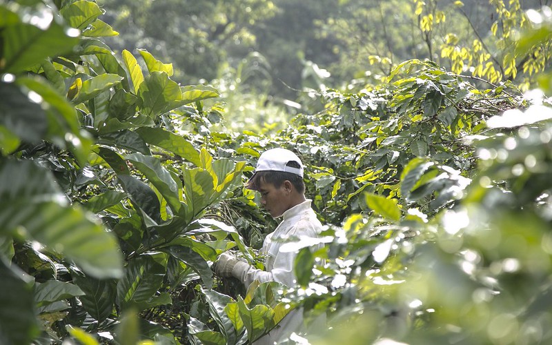 Tổng quan về ngành cà phê Việt Nam | PrimeCoffee