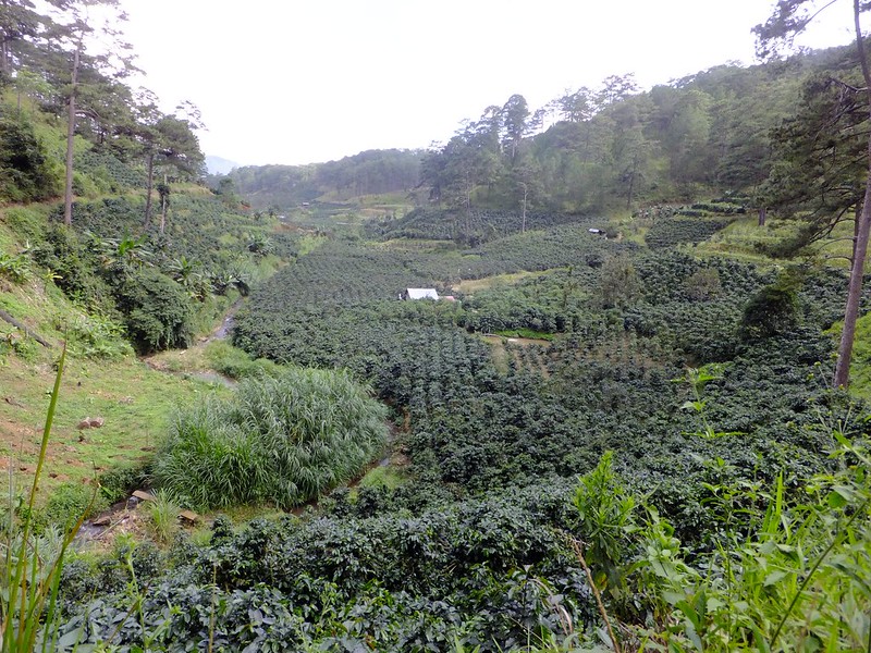 Một vườn cà phê tại Khe Sanh - Quảng Trị