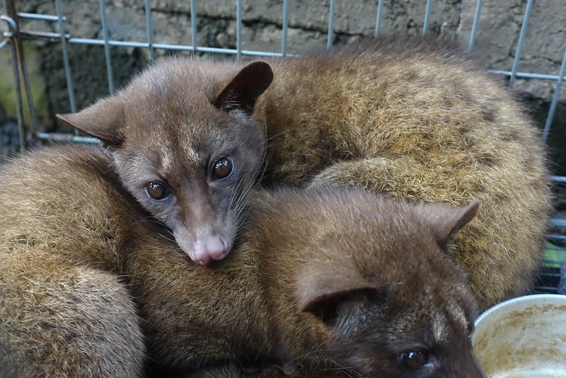 Luwak - kopi luwak - Bali