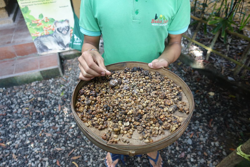 Luwak - kopi luwak - Bali