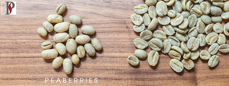 Hạt cà phê Peaberry Prime Coffee